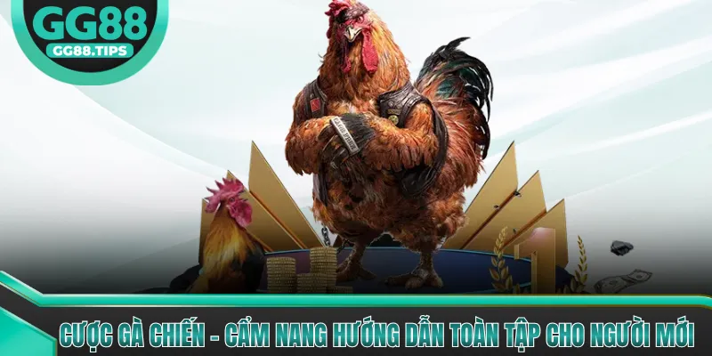 Cược Gà Chiến - Cẩm Nang Hướng Dẫn Toàn Tập Cho Người Mới