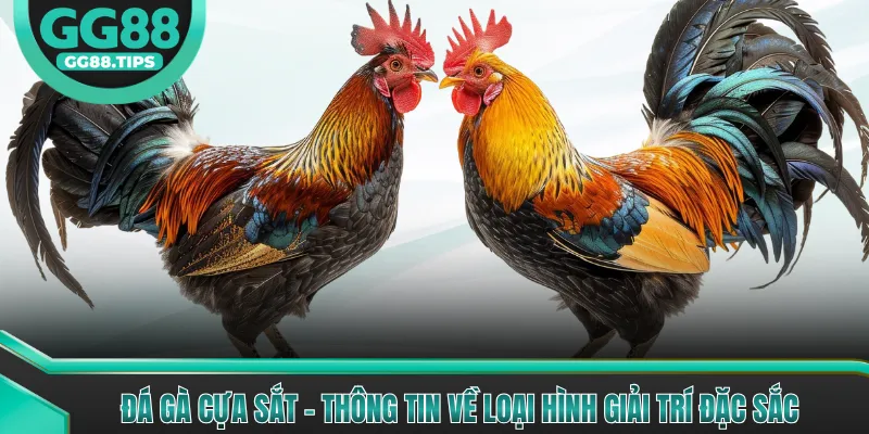 Đá Gà Cựa Sắt - Thông Tin Về Loại Hình Giải Trí Đặc Sắc