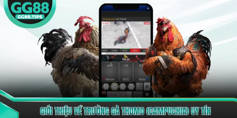 Giới thiệu về trường gà Thomo (Campuchia) uy tín