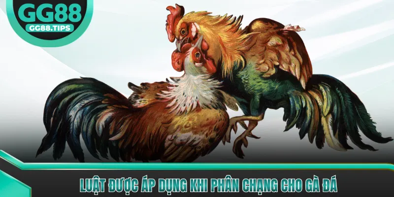 Luật được áp dụng khi phân chạng cho gà đá