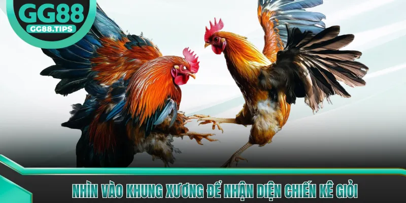 Nhìn vào khung xương để nhận diện chiến kê giỏi