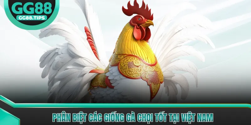 Phân biệt các giống gà chọi tốt tại Việt Nam