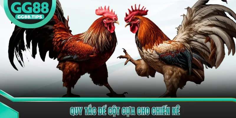 Quy tắc để cột cựa cho chiến kê