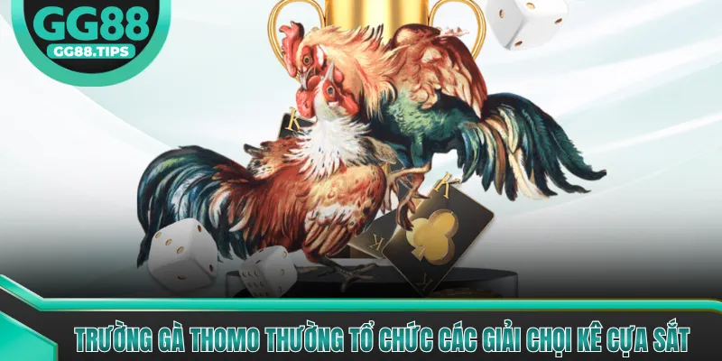 Trường gà Thomo thường tổ chức các giải chọi kê cựa sắt